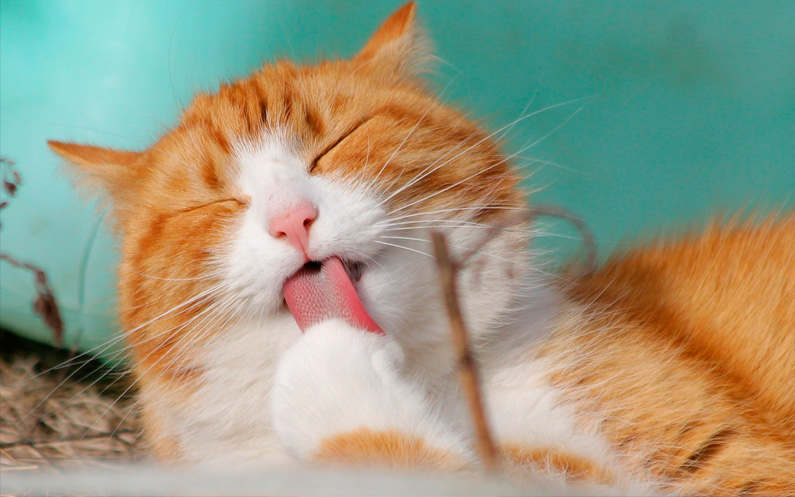 Gato, ¿cuándo es tu día?